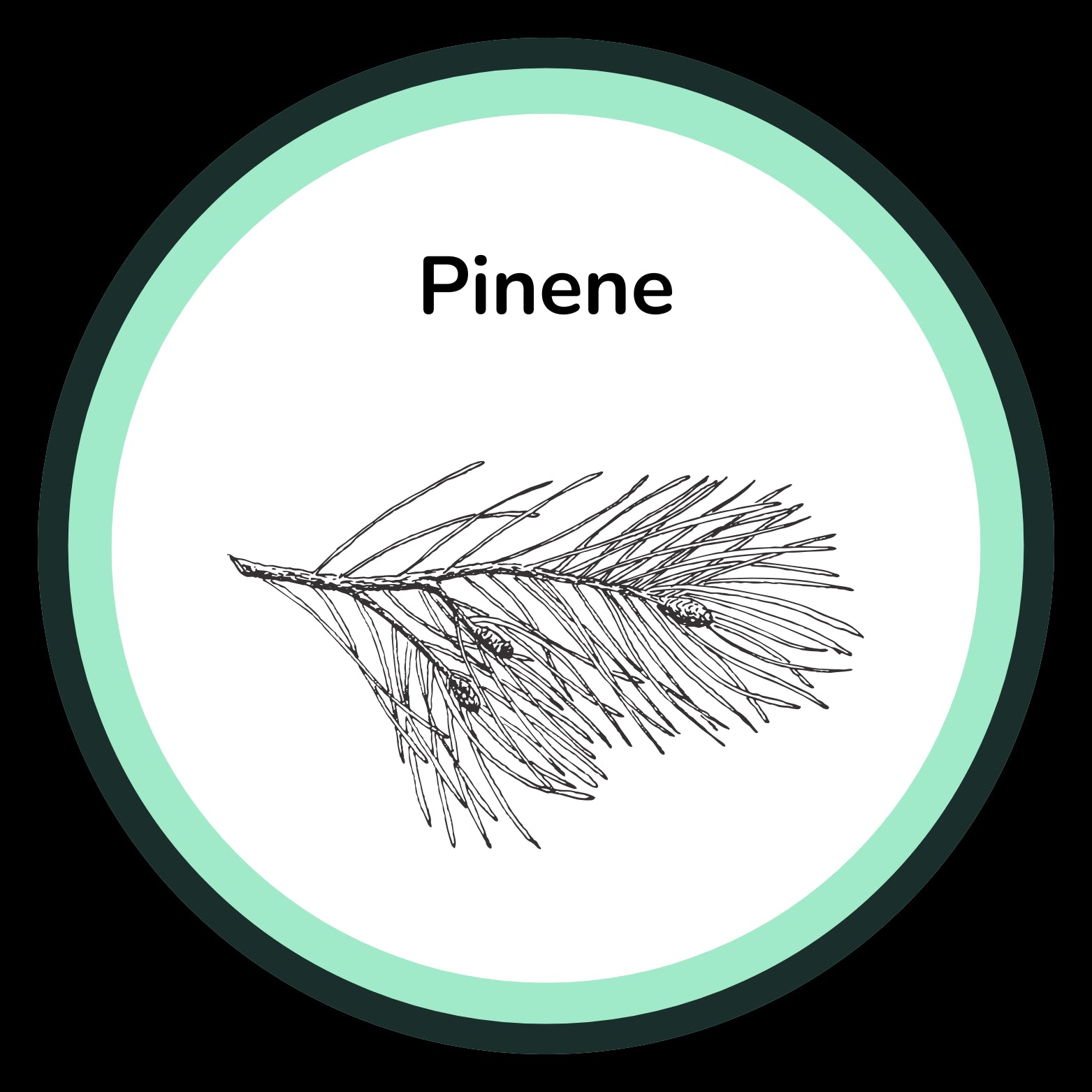 Illustration of a pine branch labeled 'Pinene' within a circular border.