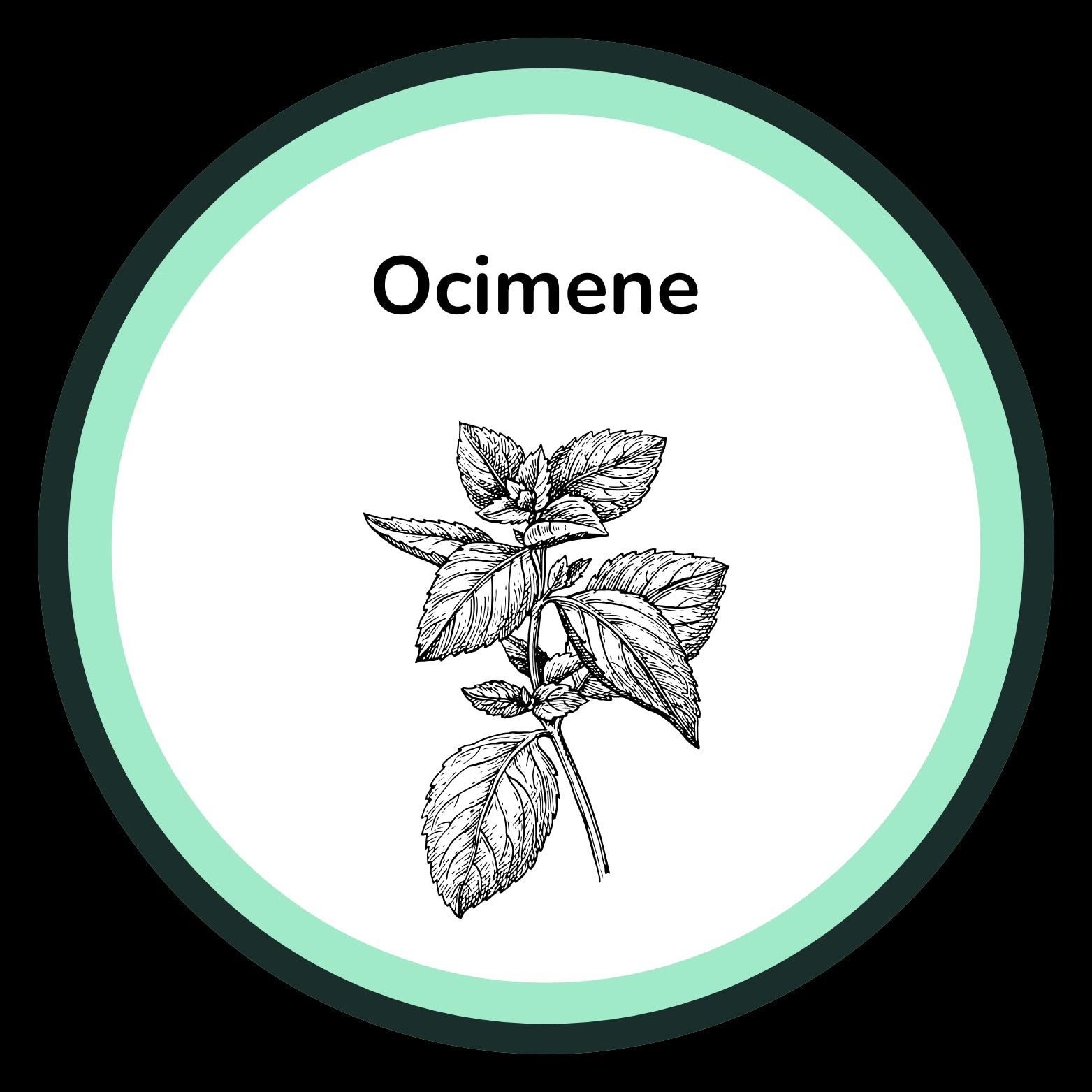 Illustration of Ocimene with a plant branch and leaves on a white background.