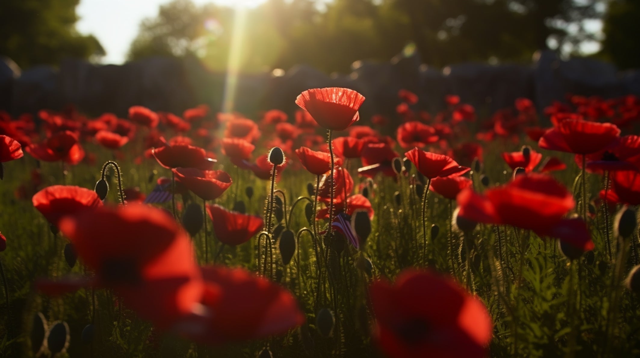 a field of poppies