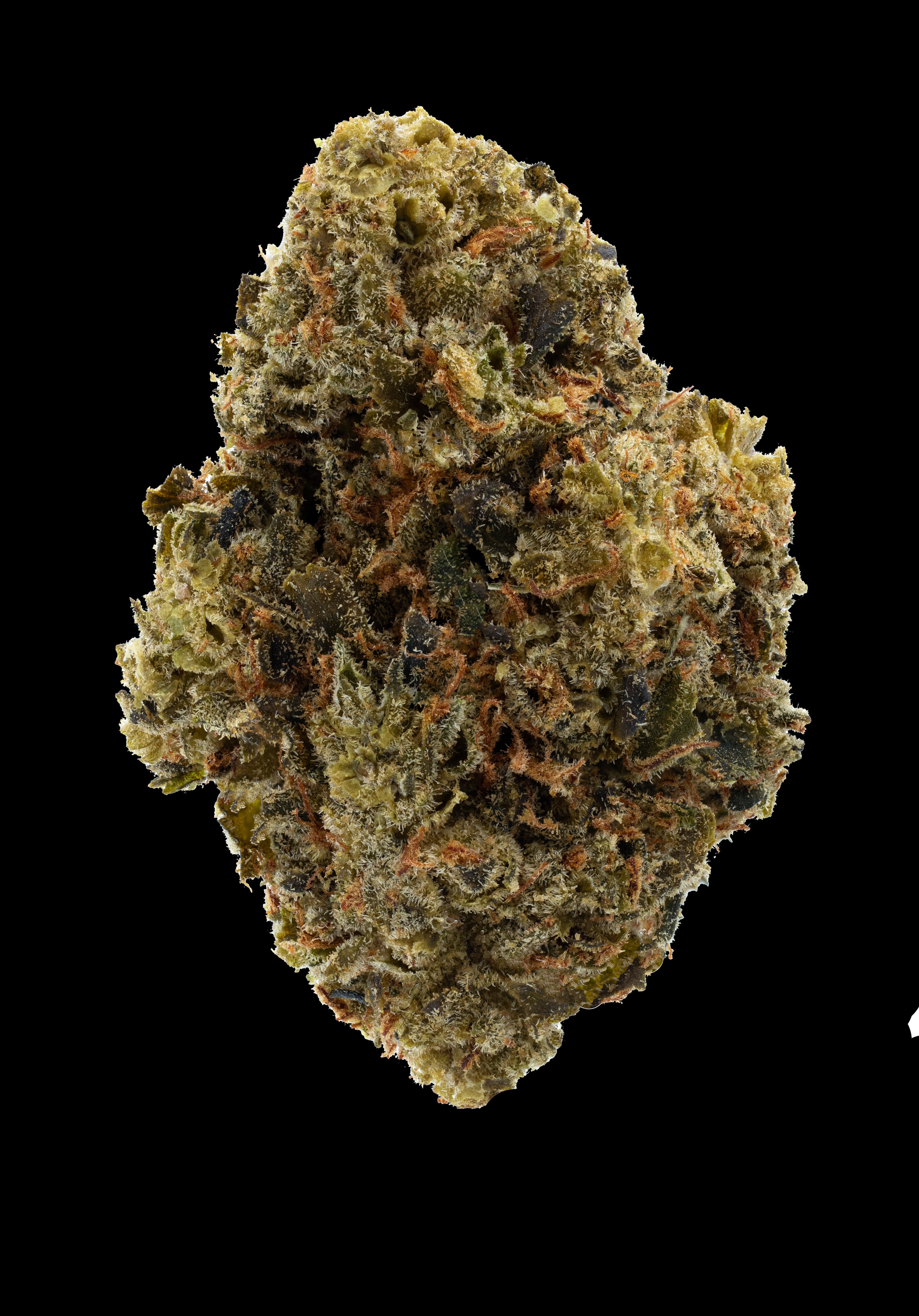Close-up of a cannabis bud on a white background