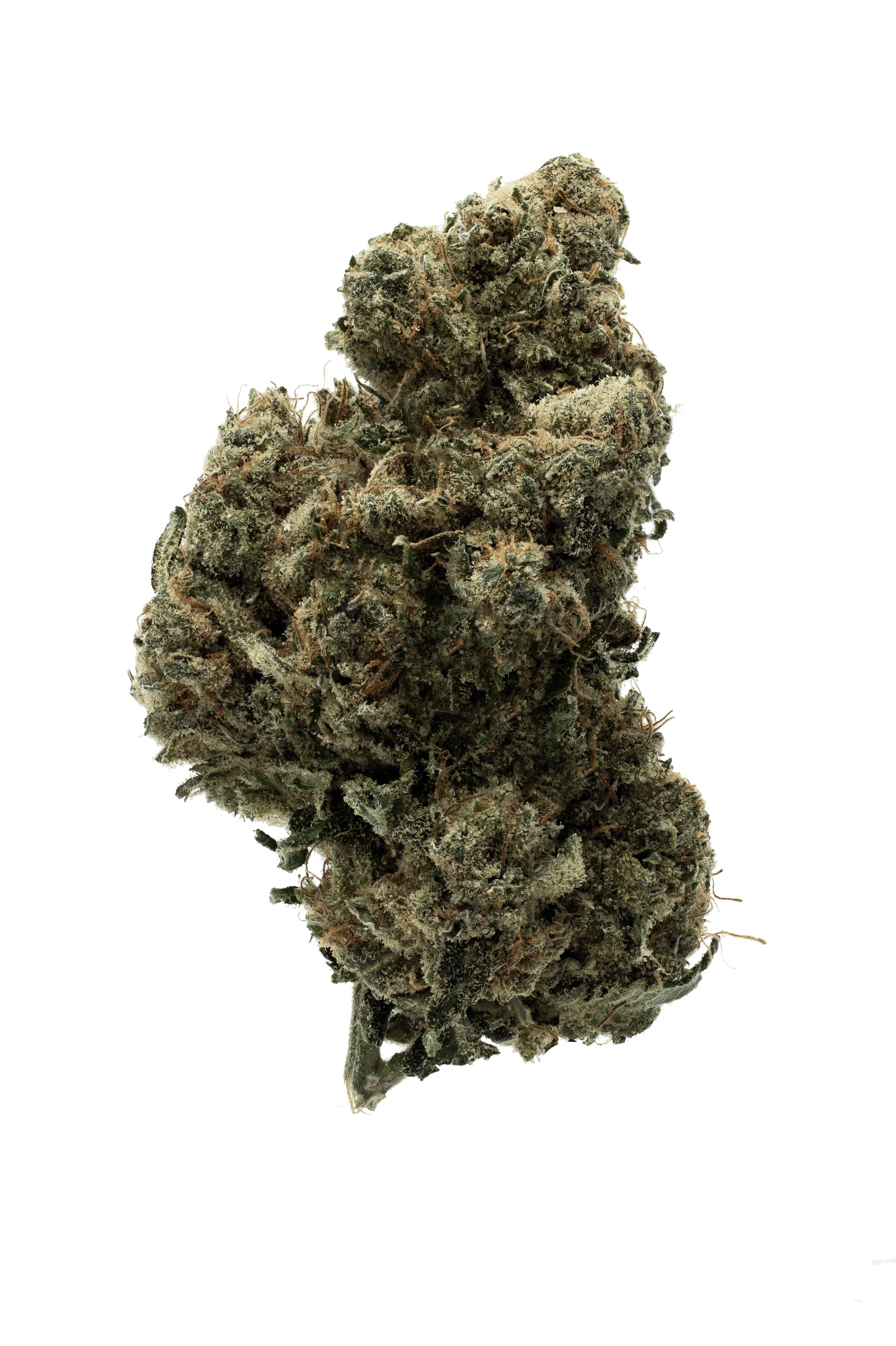 Close-up of a cannabis bud on a white background