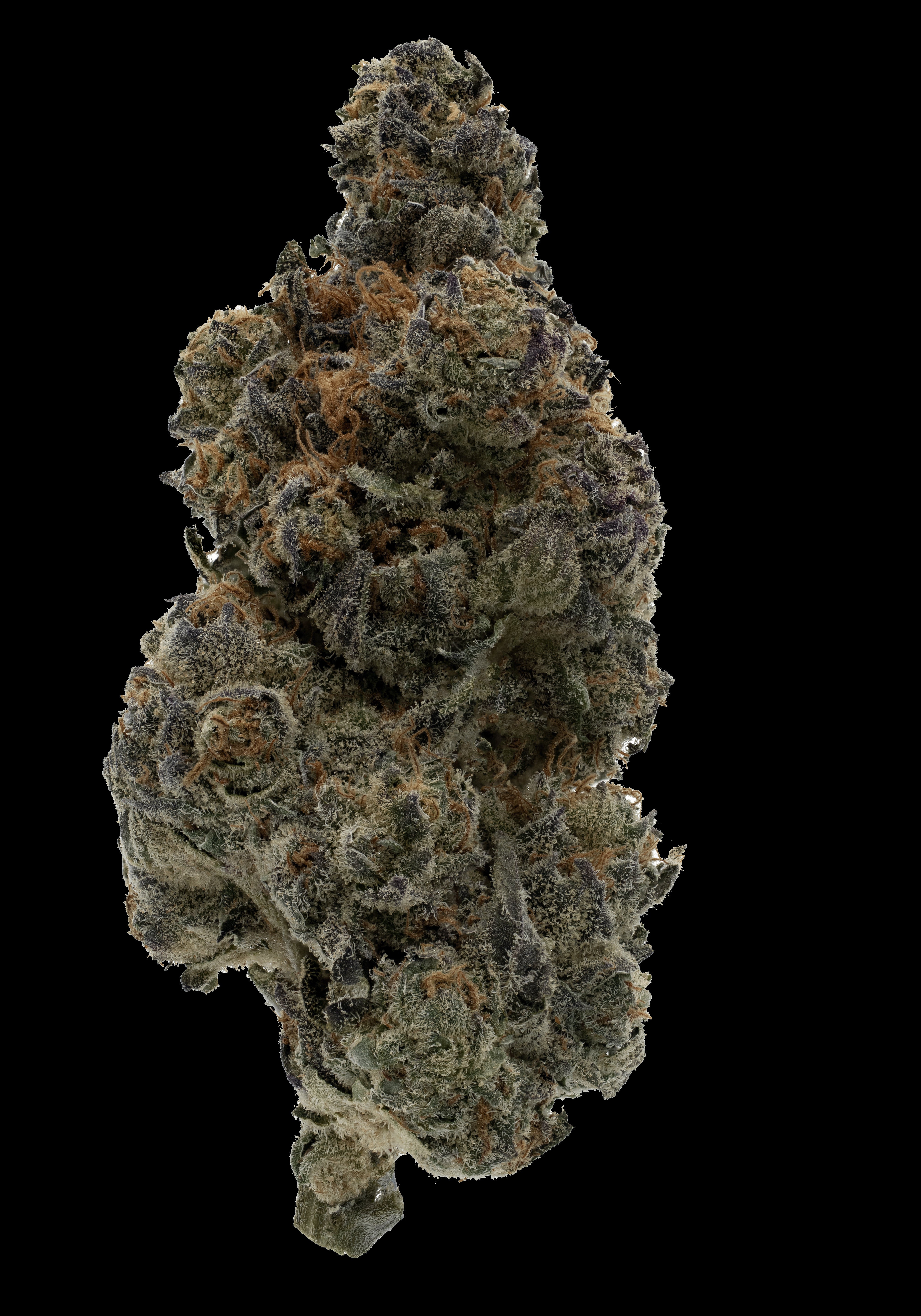 Close-up of a cannabis bud on a white background