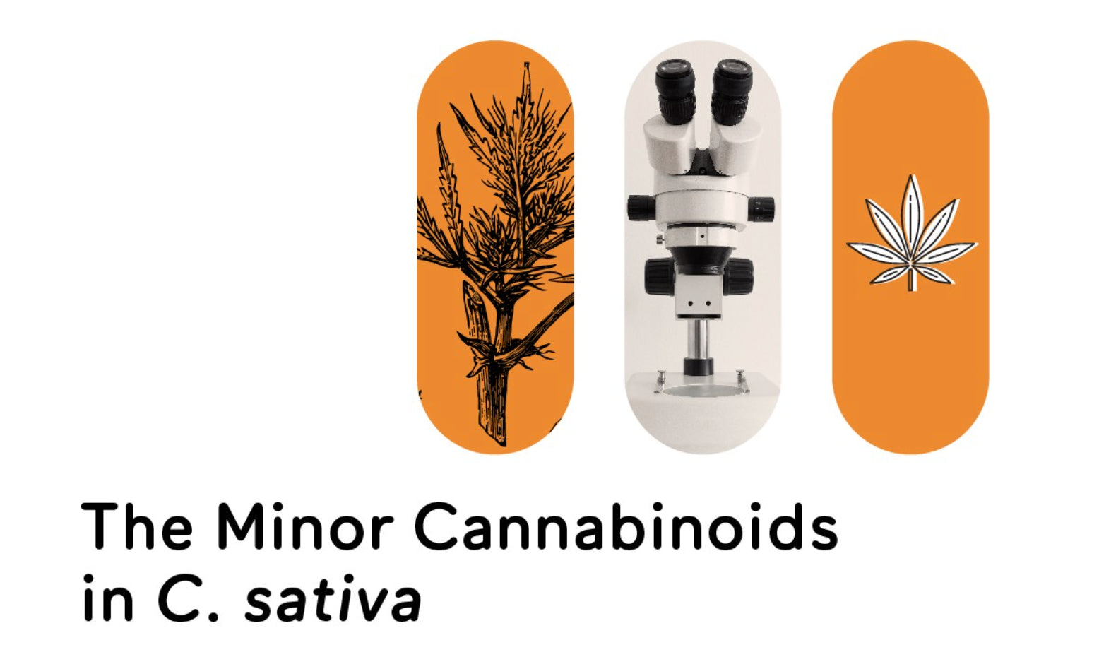 The Minor Cannabinoids in C. sativa