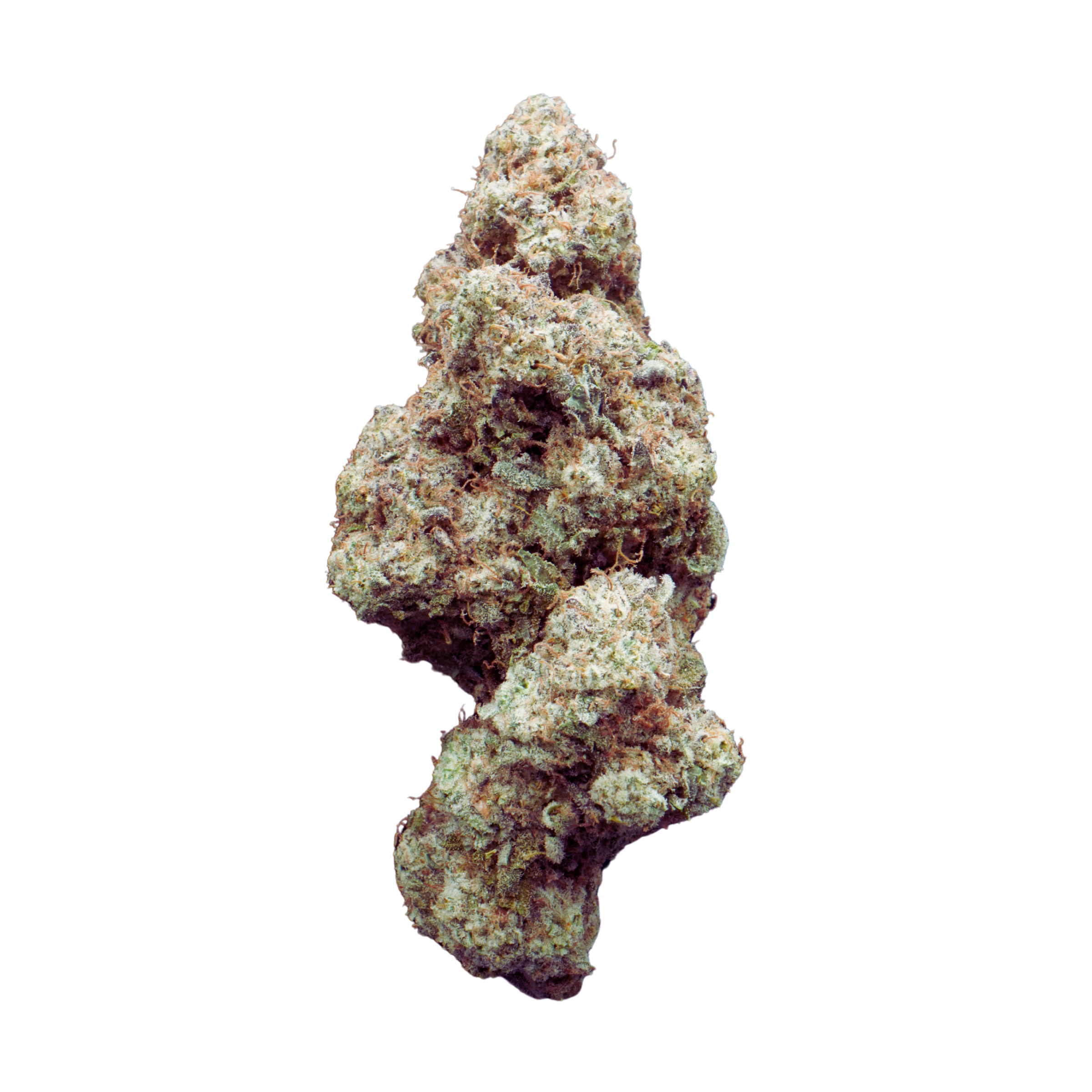 Close-up of a cannabis bud on a white background