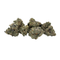 Close-up of dried cannabis buds on a white background