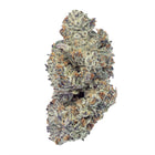 Close-up of 7 Acres' chocolate cream cookies bud