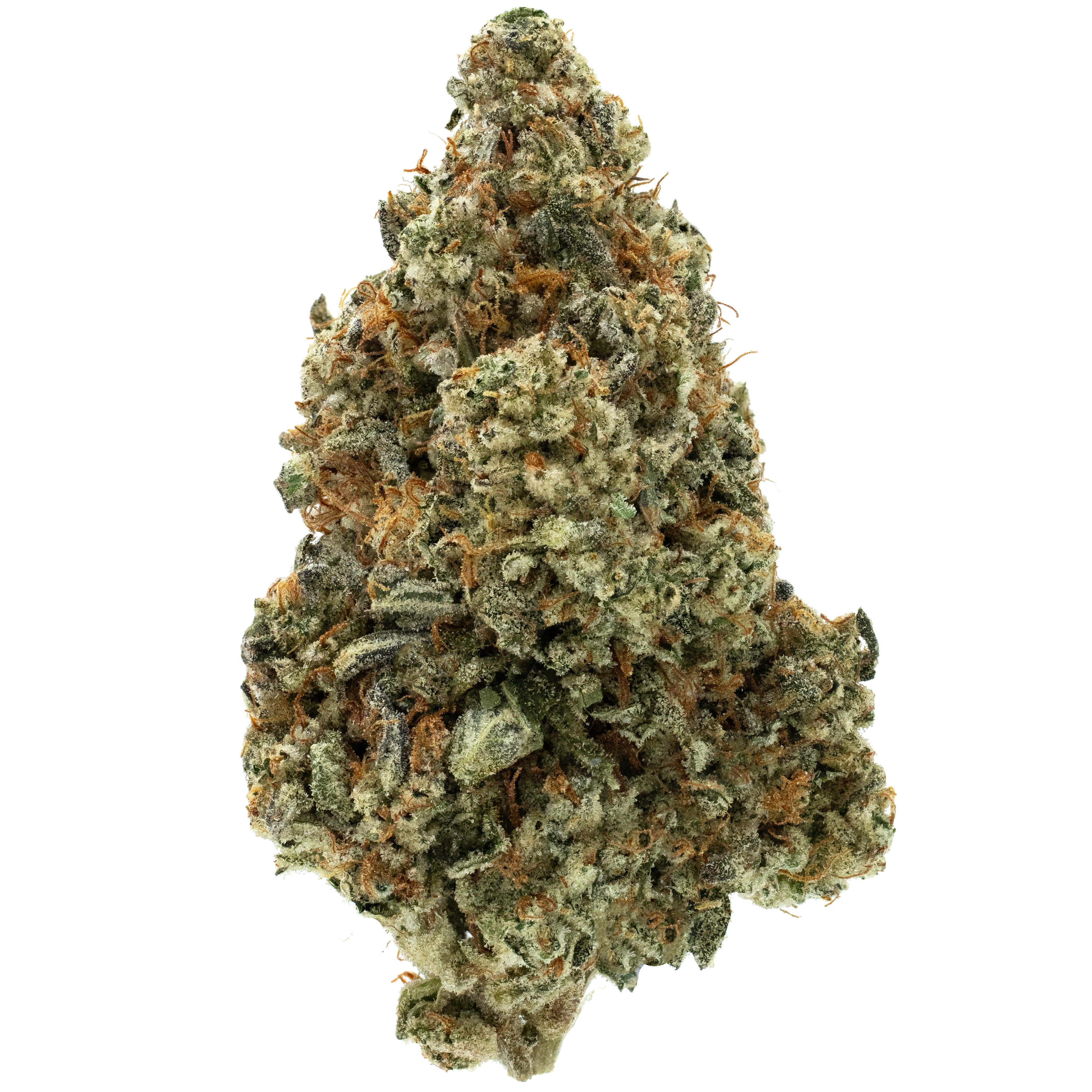 Close-up of a cannabis bud on a white background