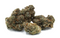 Close-up of dried cannabis buds on a white background