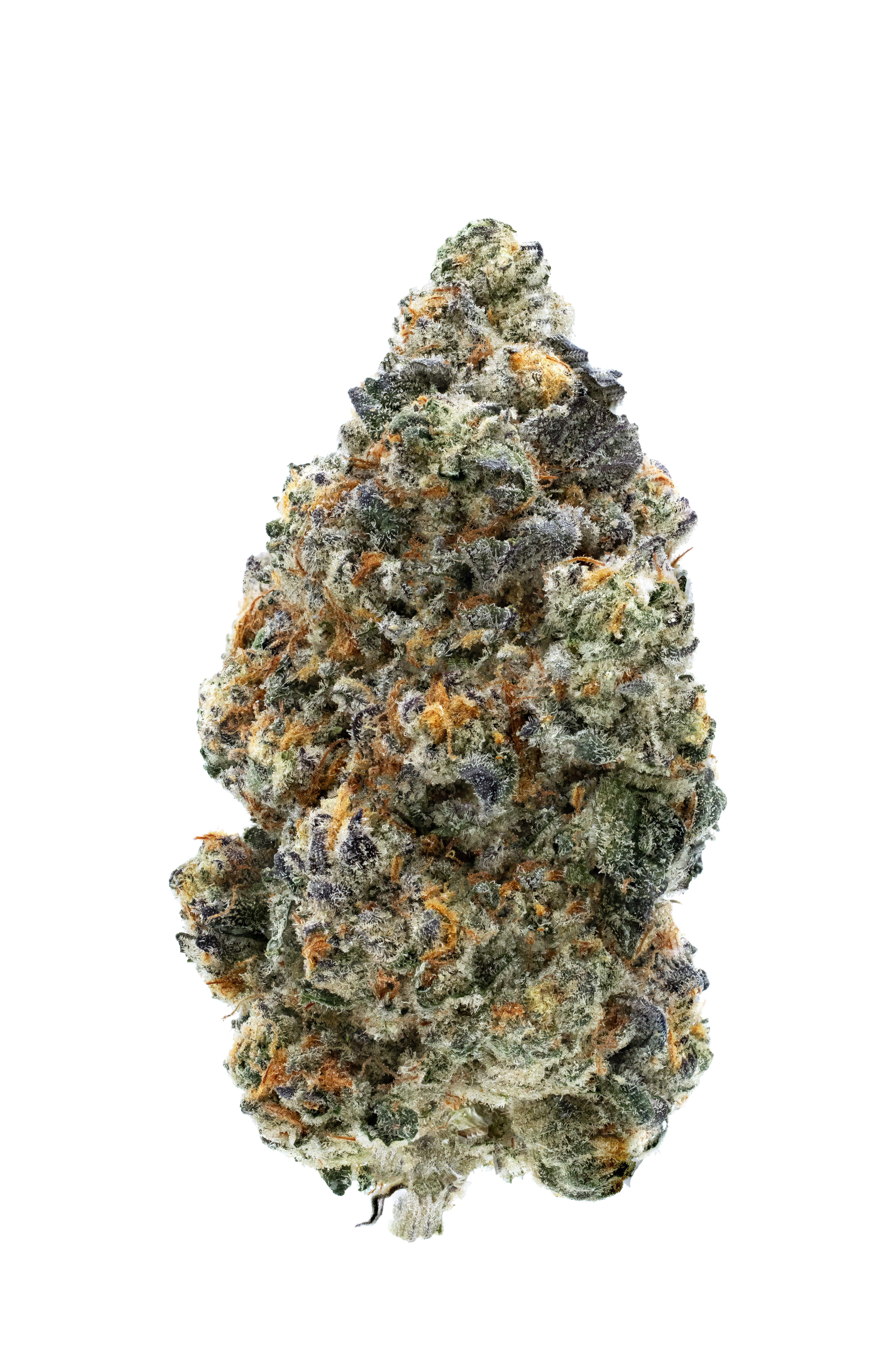 Close-up of a cannabis bud on a white background