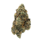 Close-up of a cannabis bud on a white background