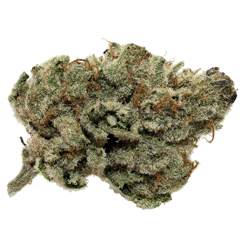 Close-up of a cannabis bud on a white background