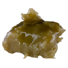 Mushroom on a white background
