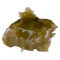 Mushroom on a white background