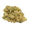 A close-up image of a cannabis bud showing green leaves with some purple and yellow hues.